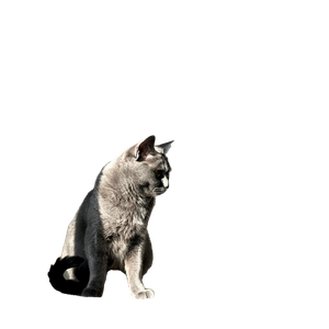 A Beautiful Gray Cat Sitting On A Tower, Bathed In Natural Sunlight Indoors. 19227 - Cat PNG image with transparent background